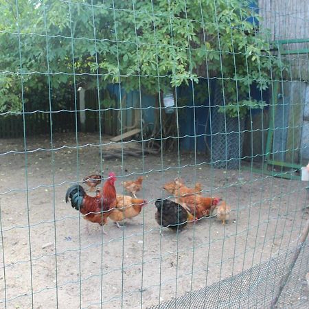 Agroturystyka Kociewiak Szteklin Exteriér fotografie